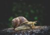 Snails and Memory Loss Snails and Memory Loss