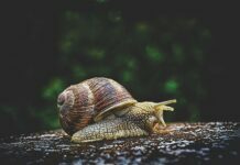 Snails and Memory Loss Snails and Memory Loss