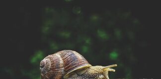 Snails and Memory Loss Snails and Memory Loss